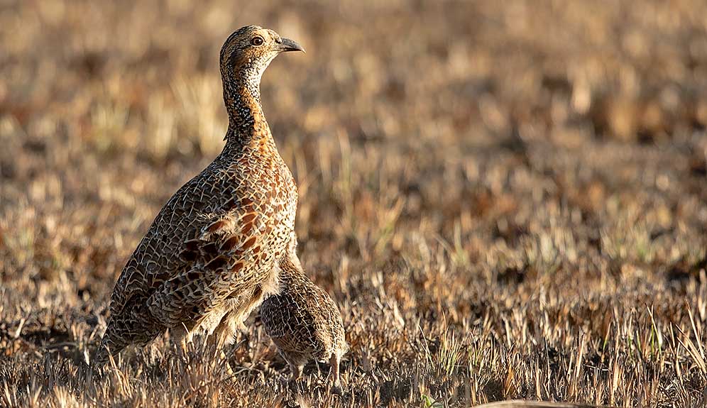 Grey-winged Francolin adult with chick